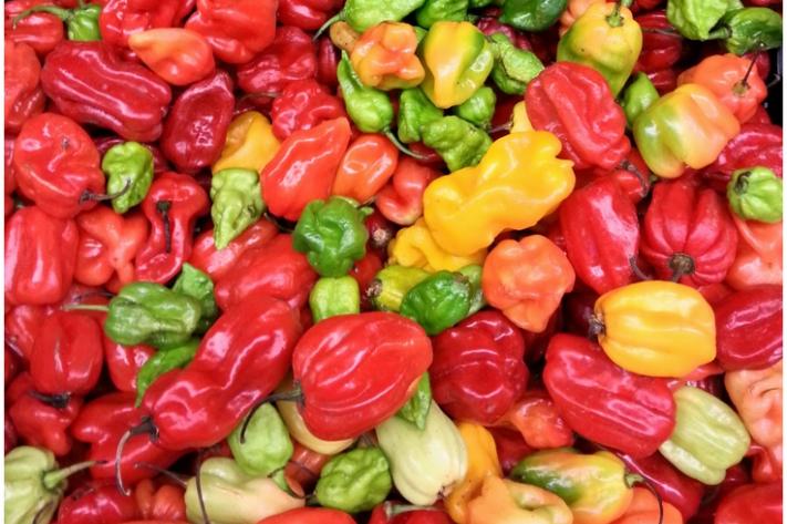 RDC : la Chine ouvre son marché au piment et au cacao congolais pour plus de 500 millions de dollars d’exportations annuelles