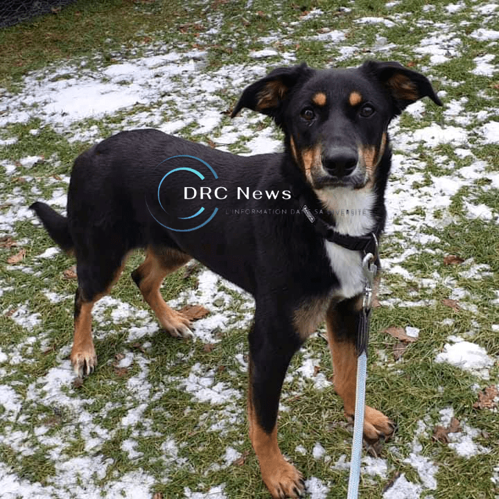 Haut-Katanga – Santé : Une nouvelle épidémie de rage canine signalée à&nbsp;Lubumbashi