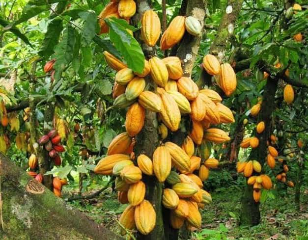 RDC : Le cacao, première culture de rente, génère un milliard de dollars par an et contribue à la préservation de la&nbsp;forêt